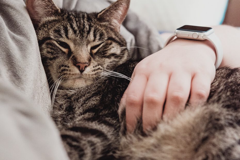 Chat couché câliné